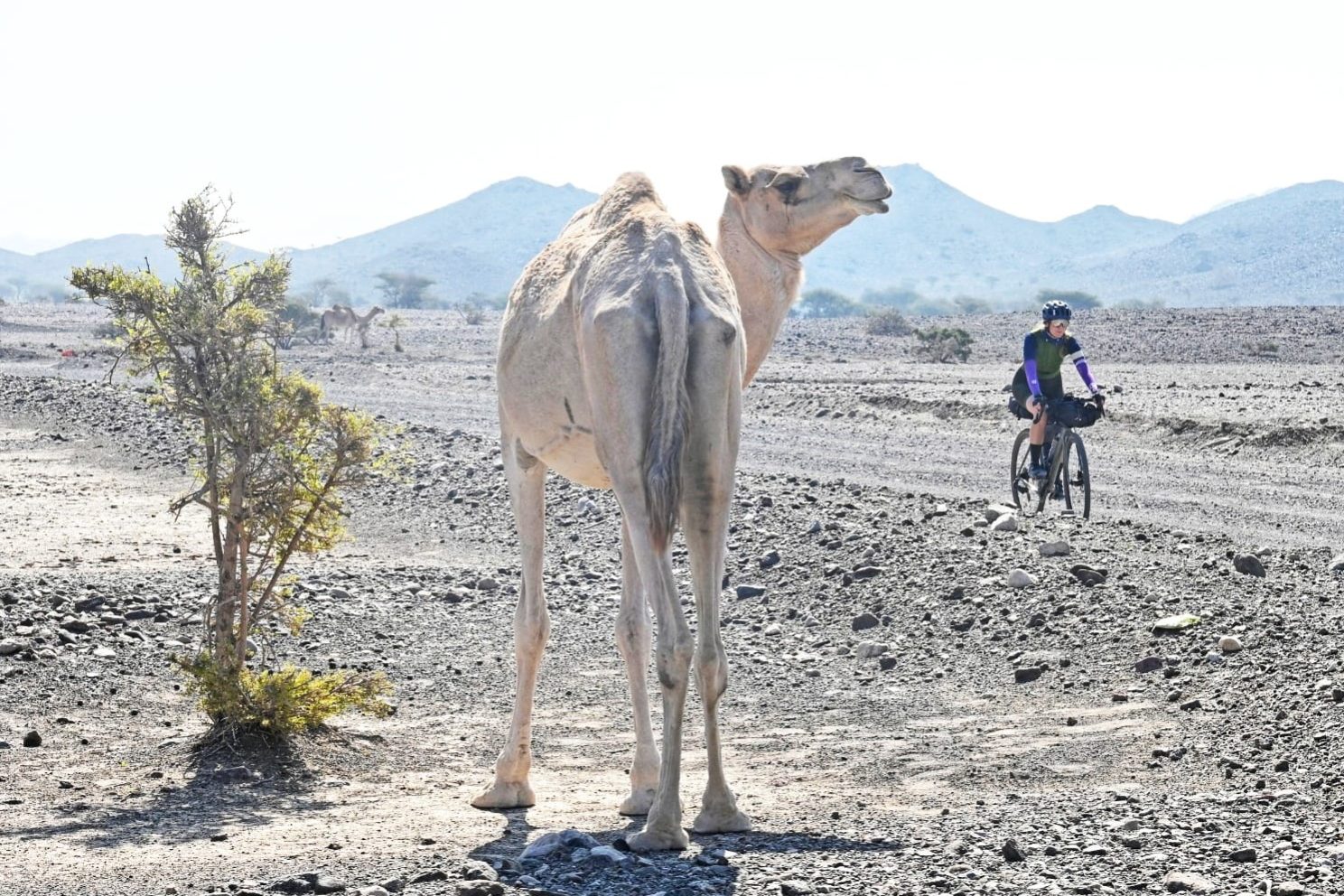 Oman_Bronner_dromedario