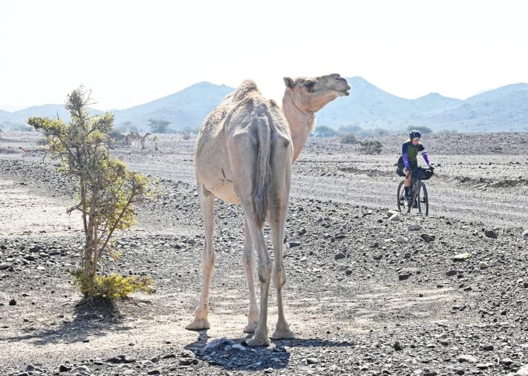 Oman_Bronner_dromedario